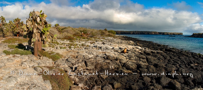 paysage de l'ïle de Nord Seimour - ïles Galapagos