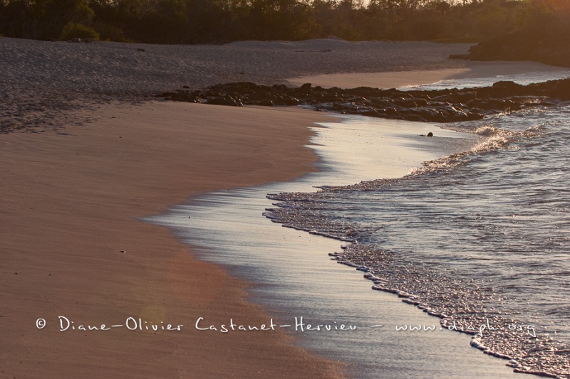 Plage de Bachas - Galapagos