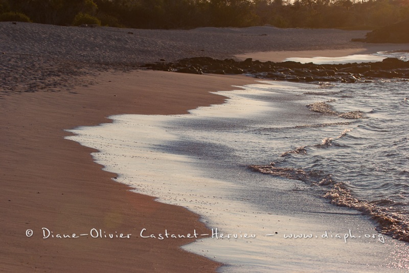 Plage de Bachas - Galapagos