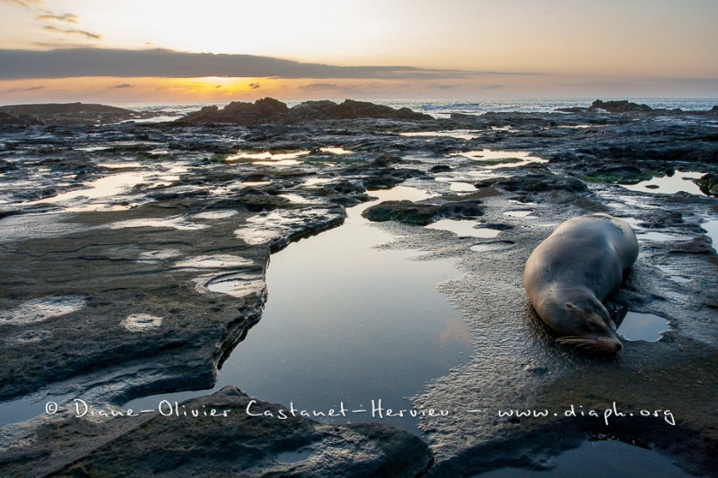 Paysage de l'Estran, ïle santiago et Otarie - ïles Galapagos