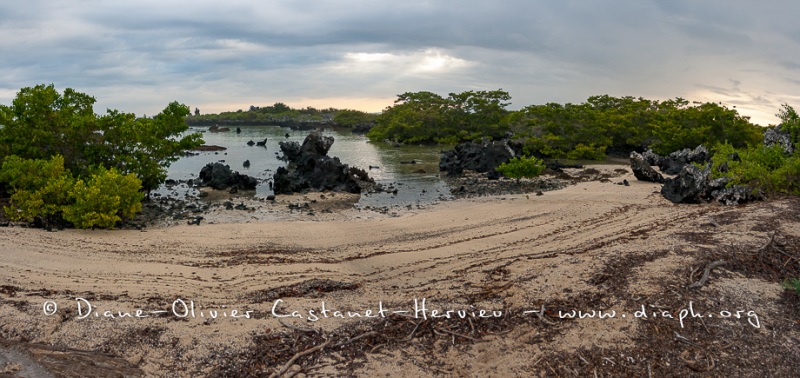 Paysage de l'Estran, ïle Isabela - ïles Galapagos