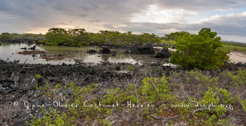 Paysage de l'Estran, ïle Isabela - ïles Galapagos