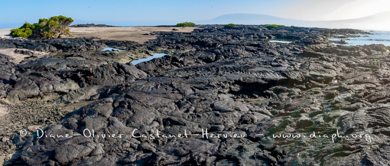 Paysage de l'Estran, ïle Fernandina, - ïles Galapagos