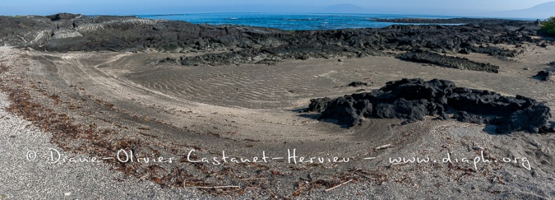 Paysage de l'Estran, ïle Fernandina, - ïles Galapagos