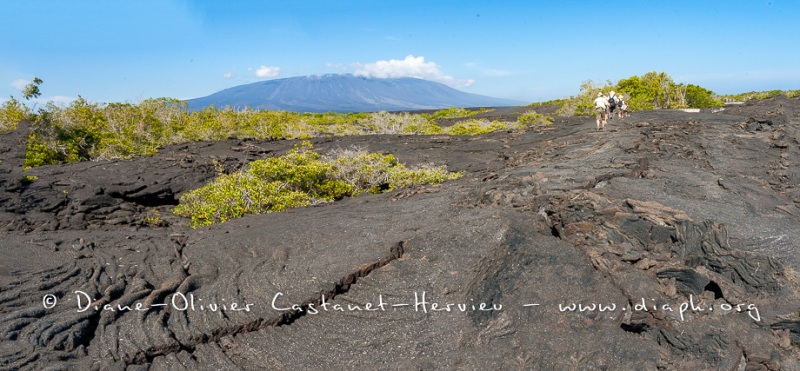 Paysage de l'Estran, ïle Fernandina, - ïles Galapagos