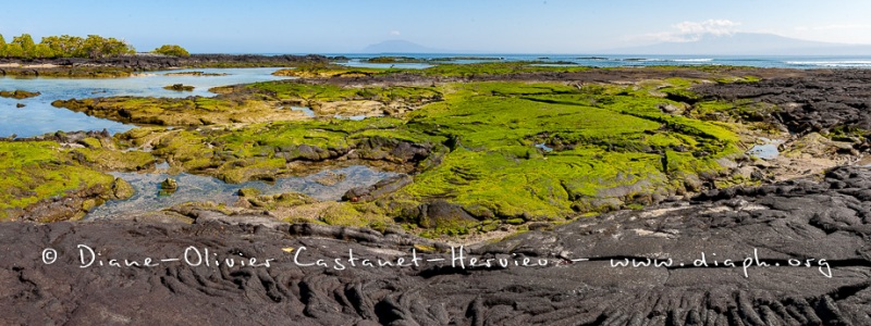 Paysage de l'Estran, ïle Fernandina, - ïles Galapagos