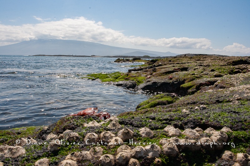 Paysage de l'Estran, ïle Fernandina, - ïles Galapagos