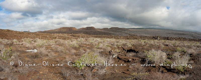 Paysage ïle Isabela, Punta Elbermarle - ïles Galapagos