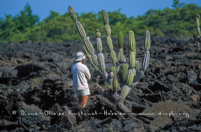 Cactus candélabre et touriste des Galapagos