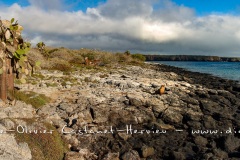 paysage de l'ïle de Nord Seimour - ïles Galapagos