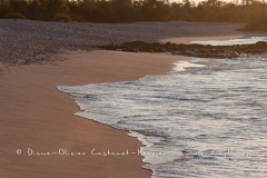 Plage de Bachas - Galapagos