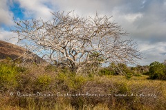 Paysage des Galapagos, île de  Santiago