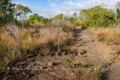 Paysage des Galapagos, île de  Santiago