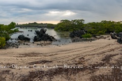 Paysage de l'Estran, ïle Isabela - ïles Galapagos