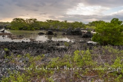 Paysage de l'Estran, ïle Isabela - ïles Galapagos