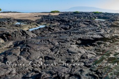 Paysage de l'Estran, ïle Fernandina, - ïles Galapagos