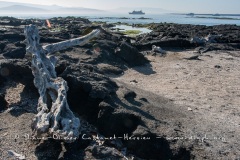 Paysage de l'Estran, ïle Fernandina, - ïles Galapagos
