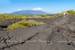 Paysage de l'Estran, ïle Fernandina, - ïles Galapagos