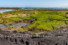 Paysage de l'Estran, ïle Fernandina, - ïles Galapagos