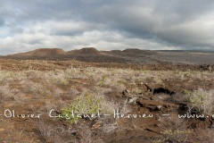 Paysage ïle Isabela, Punta Elbermarle - ïles Galapagos