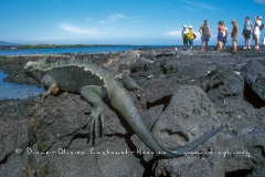 Iguanes marins (Amblyrhynchus cristatus)  et touristes (homo sapiens sapiens...pas trop)