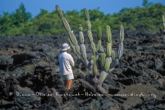 Cactus candélabre et touriste des Galapagos