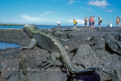 Iguanes marins (Amblyrhynchus cristatus)  et touristes (homo sapiens sapiens...pas trop)