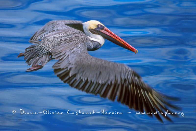 Pélican brun des Galapagos (Pelecanus occidentalis urinator)