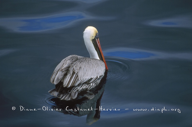 élican brun des Galapagos (Pelecanus occidentalis urinator)