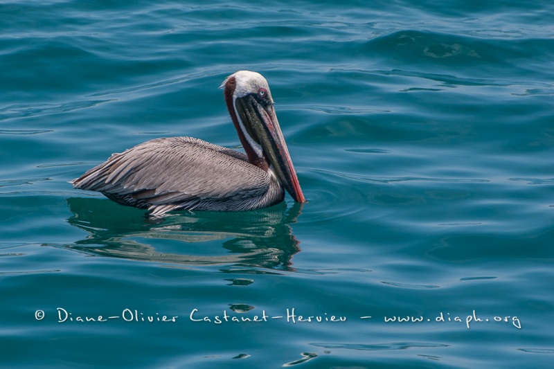 Pélican brun des Galapagos (Pelecanus occidentalis urinator)