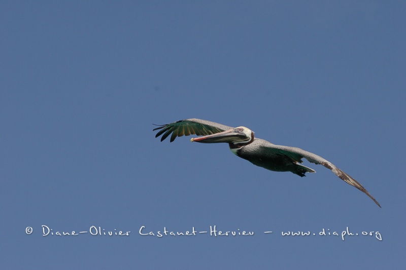 Pélican brun des Galapagos (Pelecanus occidentalis urinator)