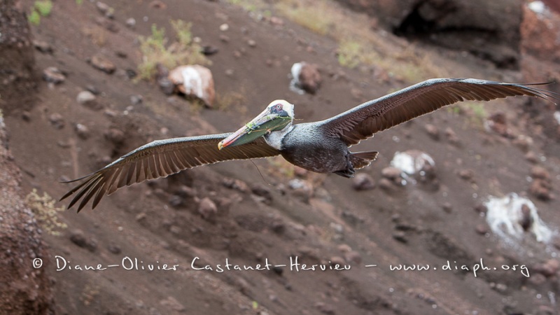 Pélican brun des Galapagos (Pelecanus occidentalis urinator)