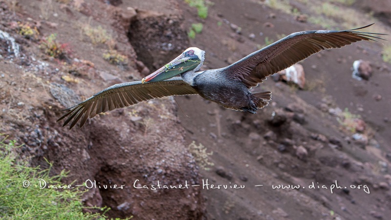 Pélican brun des Galapagos (Pelecanus occidentalis urinator)