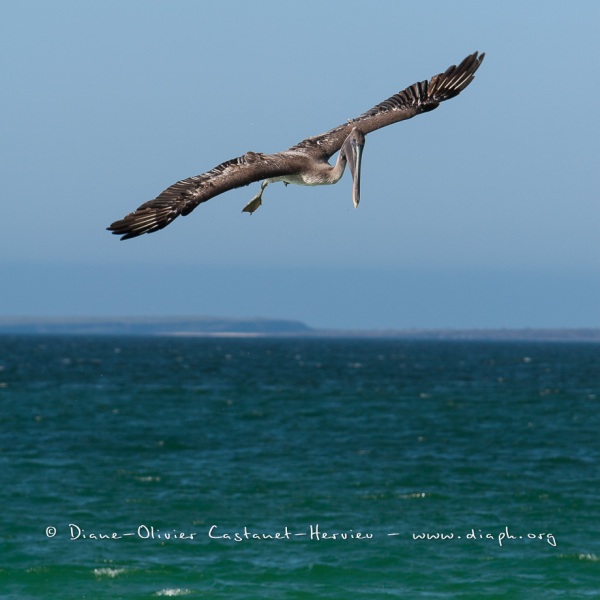 Pélican brun des Galapagos (Pelecanus occidentalis urinator)