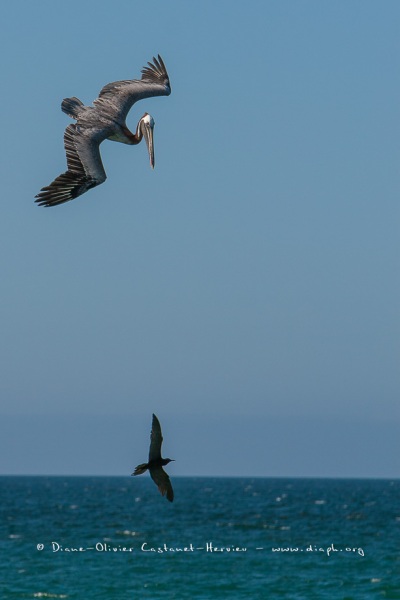 Pélican brun des Galapagos  (Pelecanus occidentalis urinator) at Noddy Brun