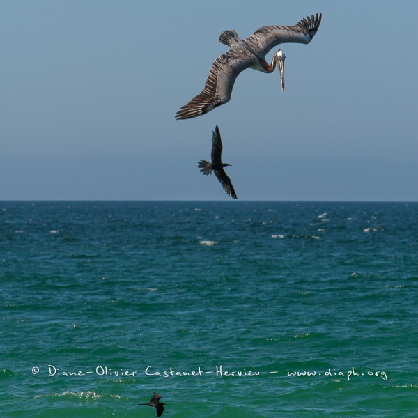 Pélican brun des Galapagos  (Pelecanus occidentalis urinator) at Noddy Brun