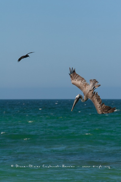 Pélican brun des Galapagos (Pelecanus occidentalis urinator)