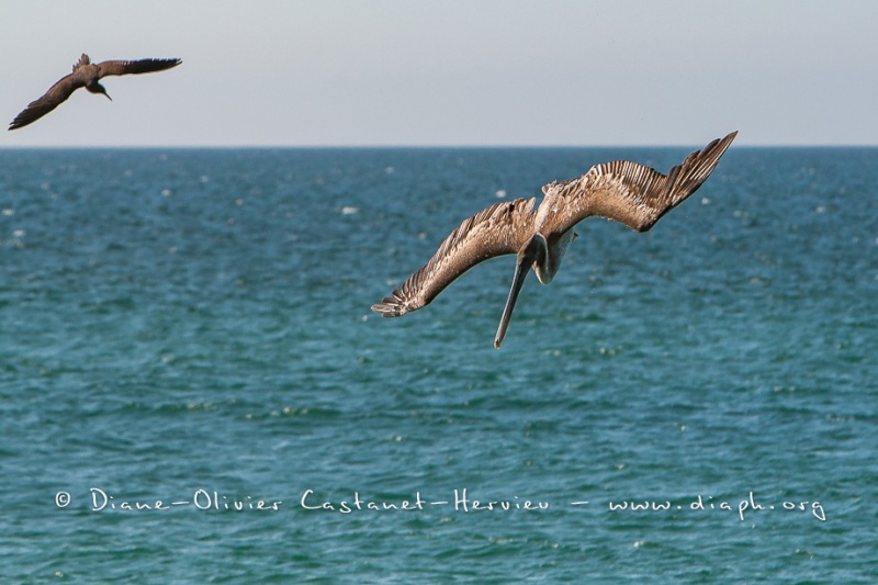 Pélican brun des Galapagos  (Pelecanus occidentalis urinator) et Noddy Brun