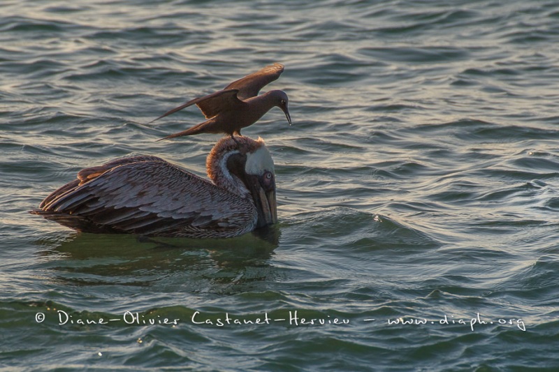 Pélican brun des Galapagos  (Pelecanus occidentalis urinator) at Noddy Brun