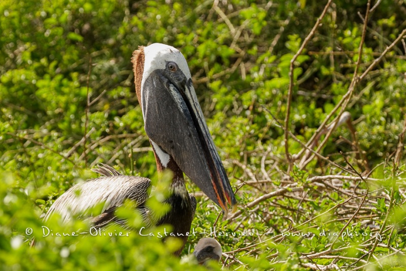 Pélican brun des Galapagos (Pelecanus occidentalis urinator)