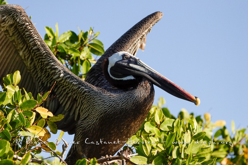 Pélican brun des Galapagos (Pelecanus occidentalis urinator)