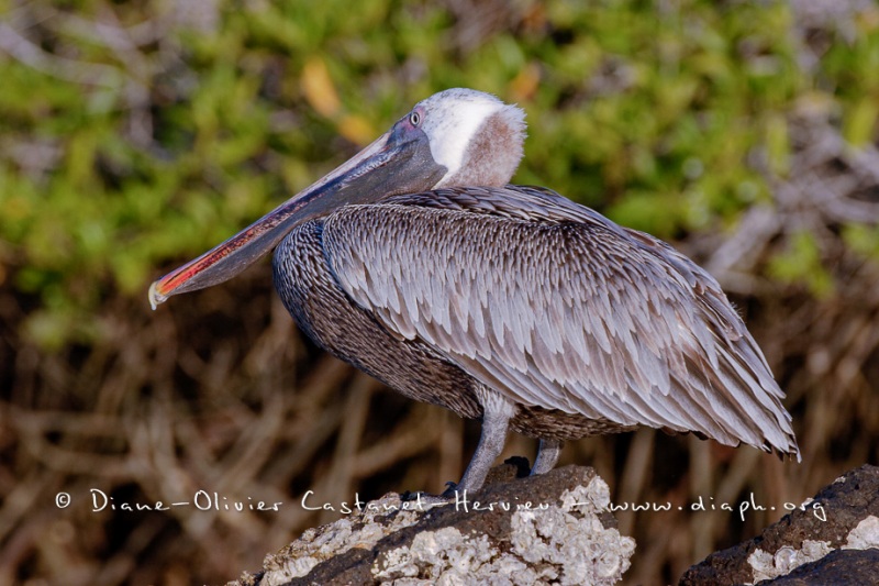 Pélican brun des Galapagos (Pelecanus occidentalis urinator)