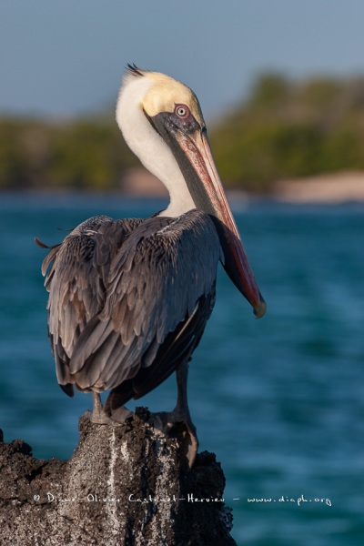 Pélican brun des Galapagos (Pelecanus occidentalis urinator)