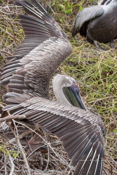 Pélican brun des Galapagos (Pelecanus occidentalis urinator)