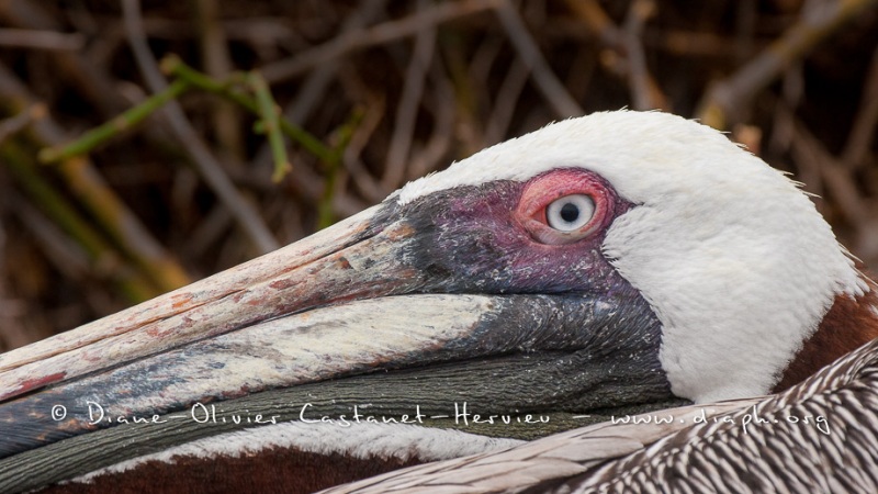 Pélican brun des Galapagos (Pelecanus occidentalis urinator)