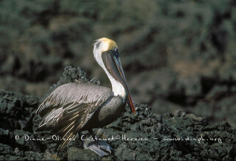 élican brun des Galapagos (Pelecanus occidentalis urinator)