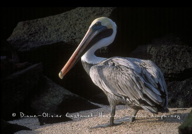 élican brun des Galapagos (Pelecanus occidentalis urinator)