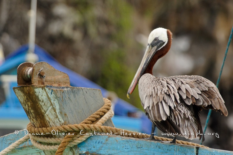 Pélican brun des Galapagos (Pelecanus occidentalis urinator)