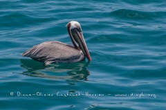 Pélican brun des Galapagos (Pelecanus occidentalis urinator)