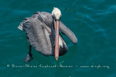 Pélican brun des Galapagos (Pelecanus occidentalis urinator)